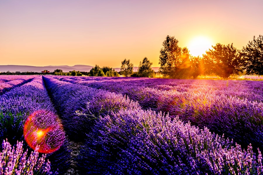 Nyplanterad lavendel